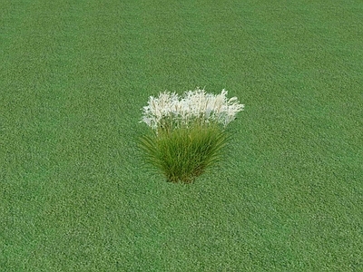 花草 花坛花草