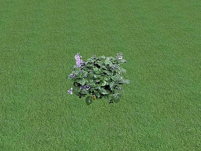 花草 花坛花草