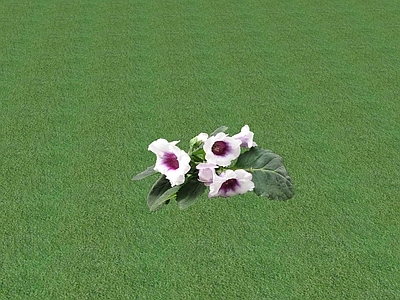 花草 花坛花草
