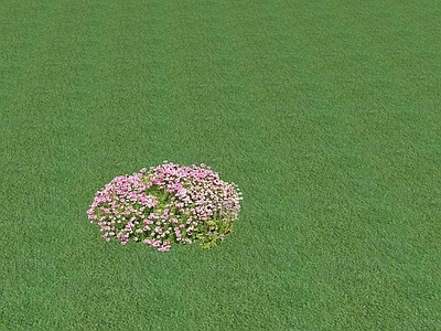 花草 花坛花草