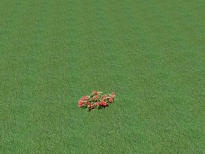 花草 花坛花草