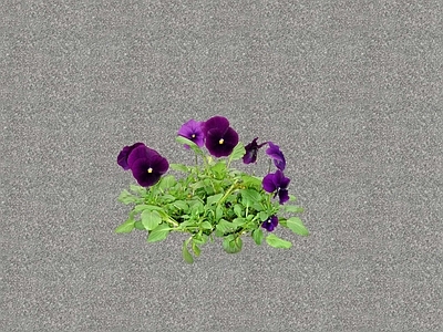 花草 花坛花草
