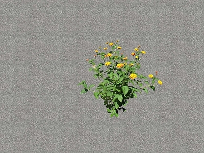 花草 花坛花草