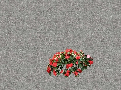 花草 花坛花草