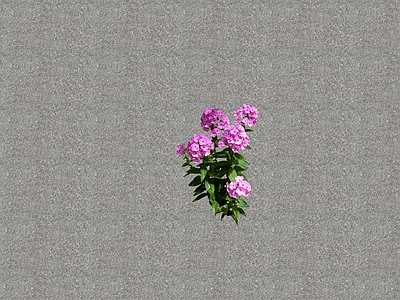 花草 花坛花草