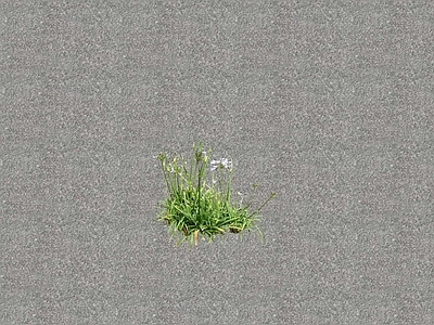 花草 花坛花草