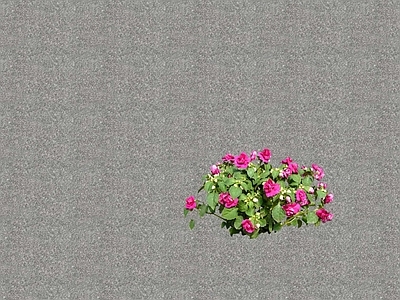 花草 花坛花草