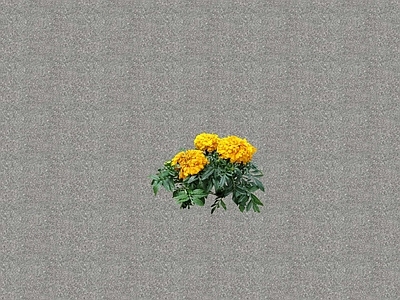 花草 花坛花草