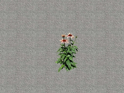 花草 花坛花草