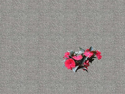 花草 花坛花草