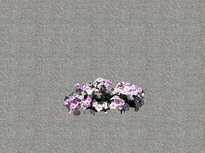 花草 花坛花草