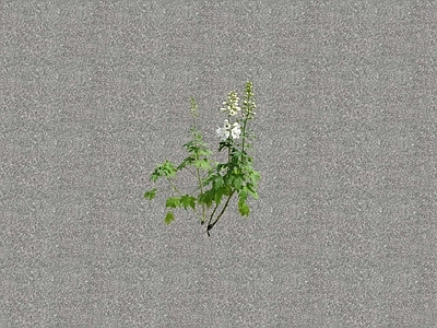 花草 花坛花草