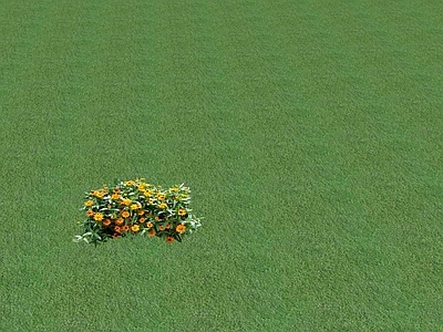 花草 花坛花草