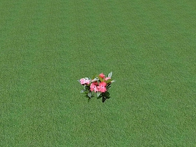 花草 花坛花草