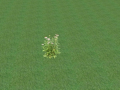 花草 花坛花草