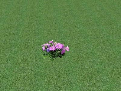 花草 花坛花草