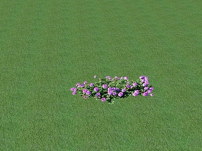 花草 花坛花草
