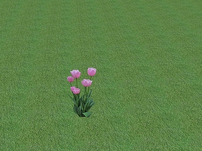 花草 花坛花草