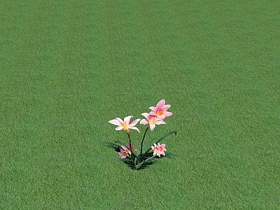 花草 花坛花草