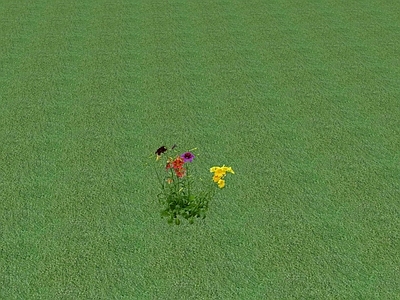 花草 花坛花草