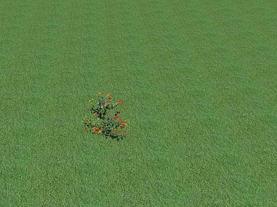 花草 花坛花草
