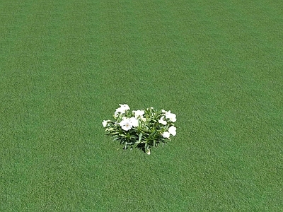 花草 花坛花草