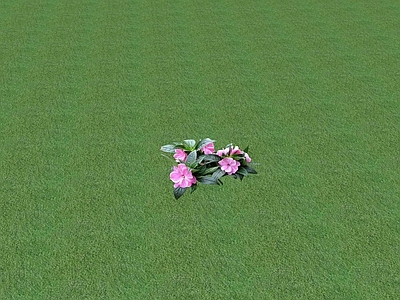 花草 花坛花草