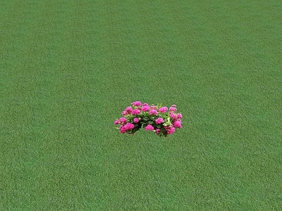 花草 花坛花草