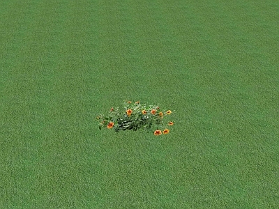 花草 花坛花草