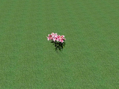 花草 花坛花草