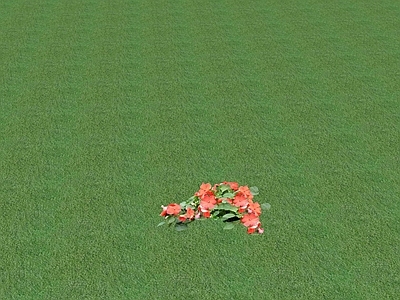 花草 花坛花草