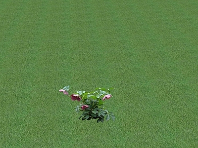 花草 花坛花草