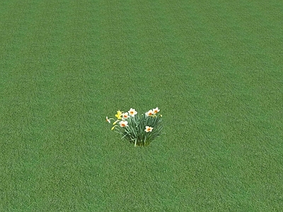 花草 花坛花草