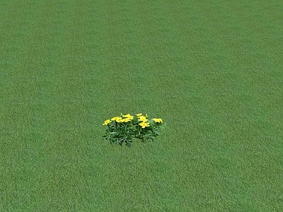 花草 盆栽花草
