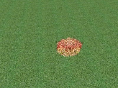 花草 花坛花草