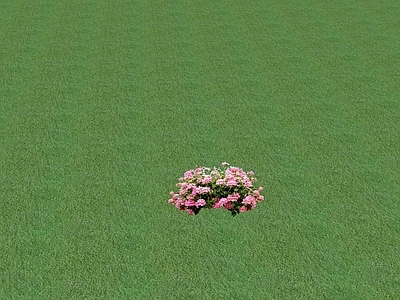 花草 花坛花草