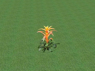 花草 花坛花草