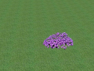 花草 花坛花草