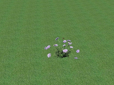 花草 花坛花草