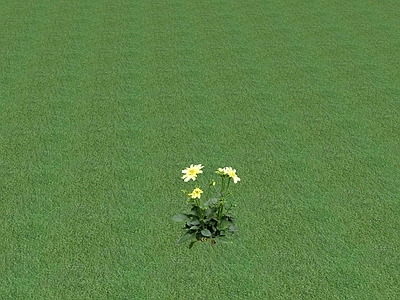 花草 花坛花草