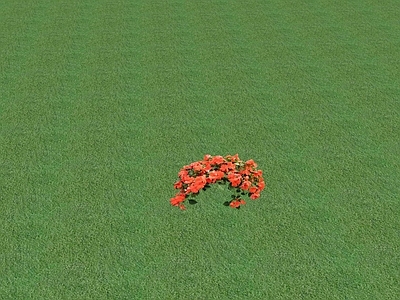 花草 花坛花草