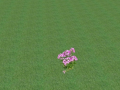 花草 花坛花草
