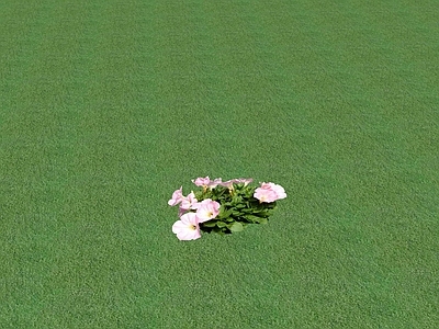花草 花坛花草