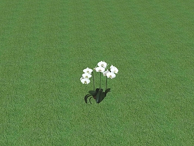 花草 花坛花草