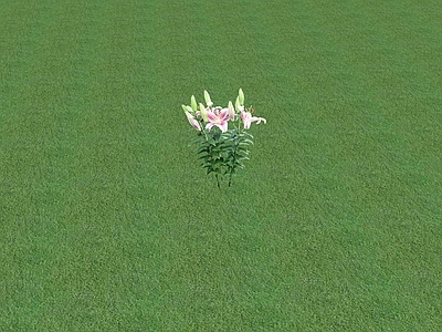 花草 花坛花草