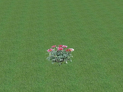 花草 花坛花草