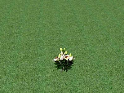 花草 花坛花草