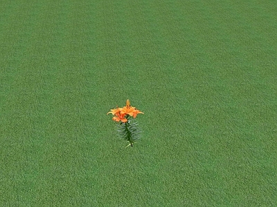 花草 花坛花草