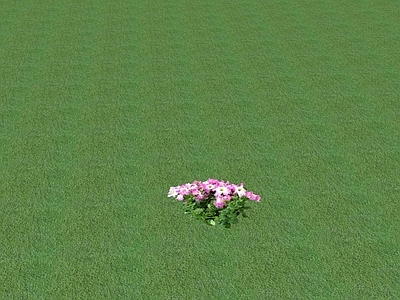 花草 花坛花草