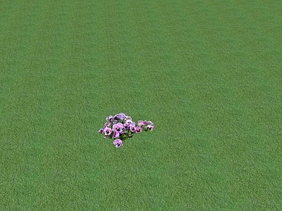 花草 花坛花草